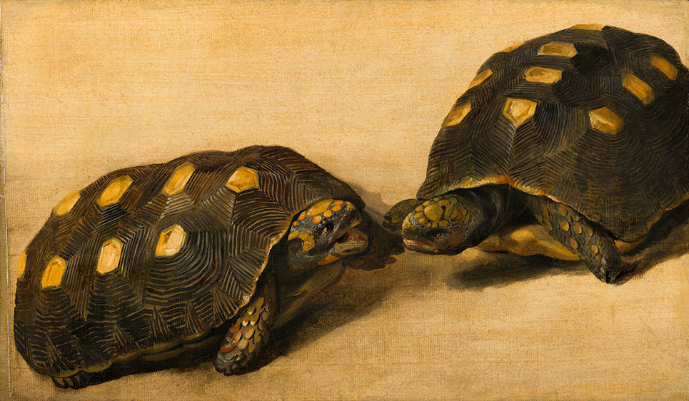 Een van de kunstenaars in Johan Maurits’ gevolg was Albert Eckhout. In tekeningen en schilderijen legde hij de Braziliaanse bevolking, flora en fauna vast. Zoals deze twee kolenbranderschildpadden.