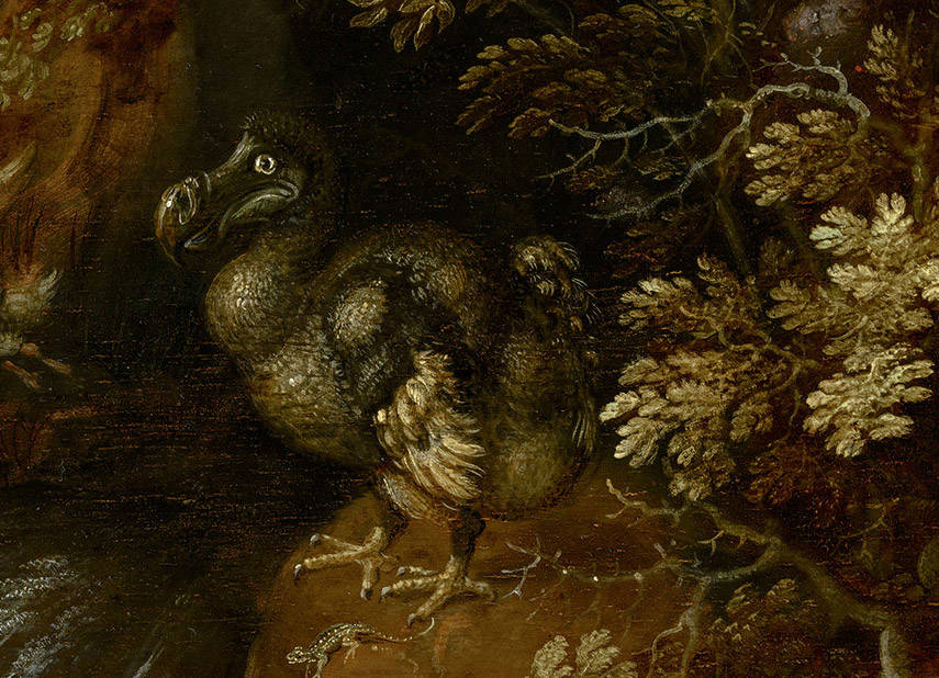 Een detail van een dodo uit een schilderij van Roelant Savery.