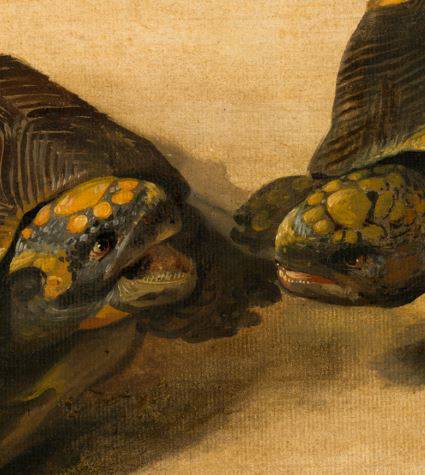 Studie van twee Braziliaanse schildpadden - Venijnige tandjes