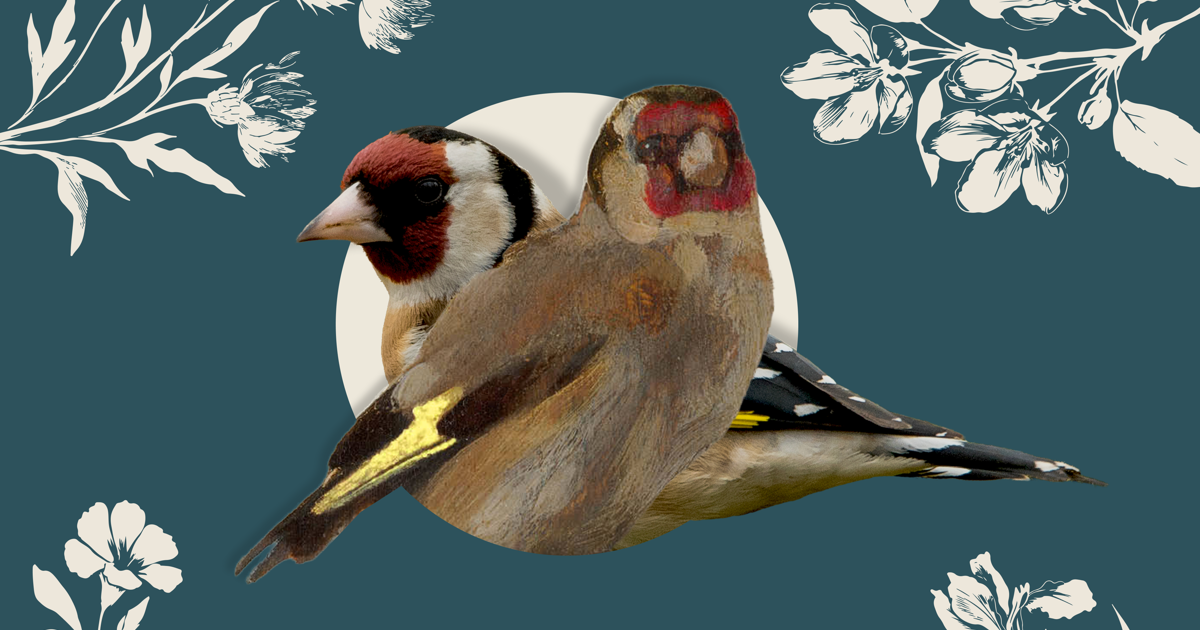 visual-vogelbescherming-