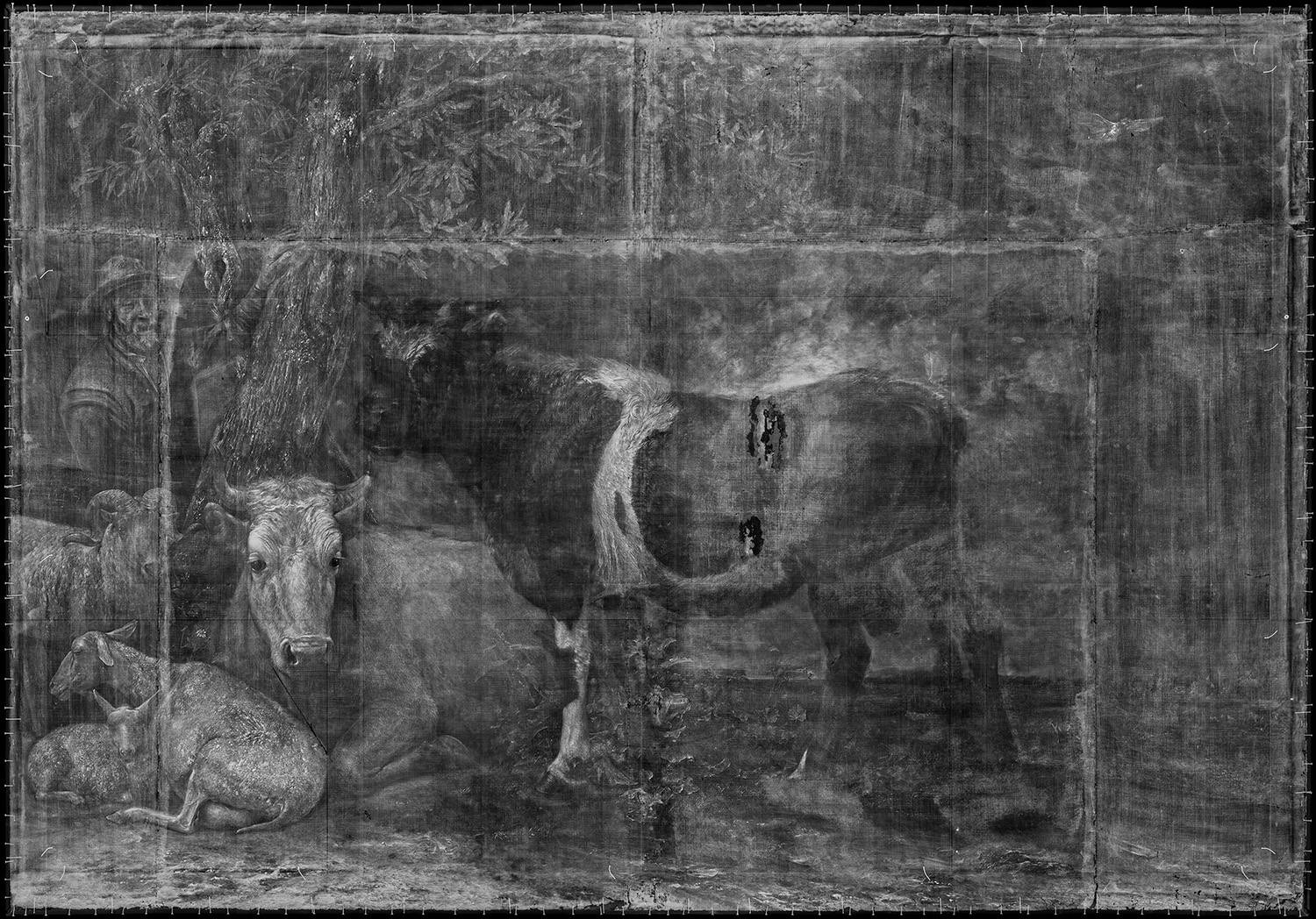 De röntgenfoto van De Stier van Paulus Potter, gemaakt door René Gerritsen