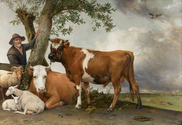 Schilderij van Paulus Potter: De stier. Je ziet een grote stier in een weiland die ons aankijkt. Links naast hem staat de boer en zien we een liggende koe, een lam bij zijn moeder en een staande ram. Potter heeft de vacht van de dieren heel zorgvuldig geschilderd. De foto is gemaakt door Rene Gerritsen.