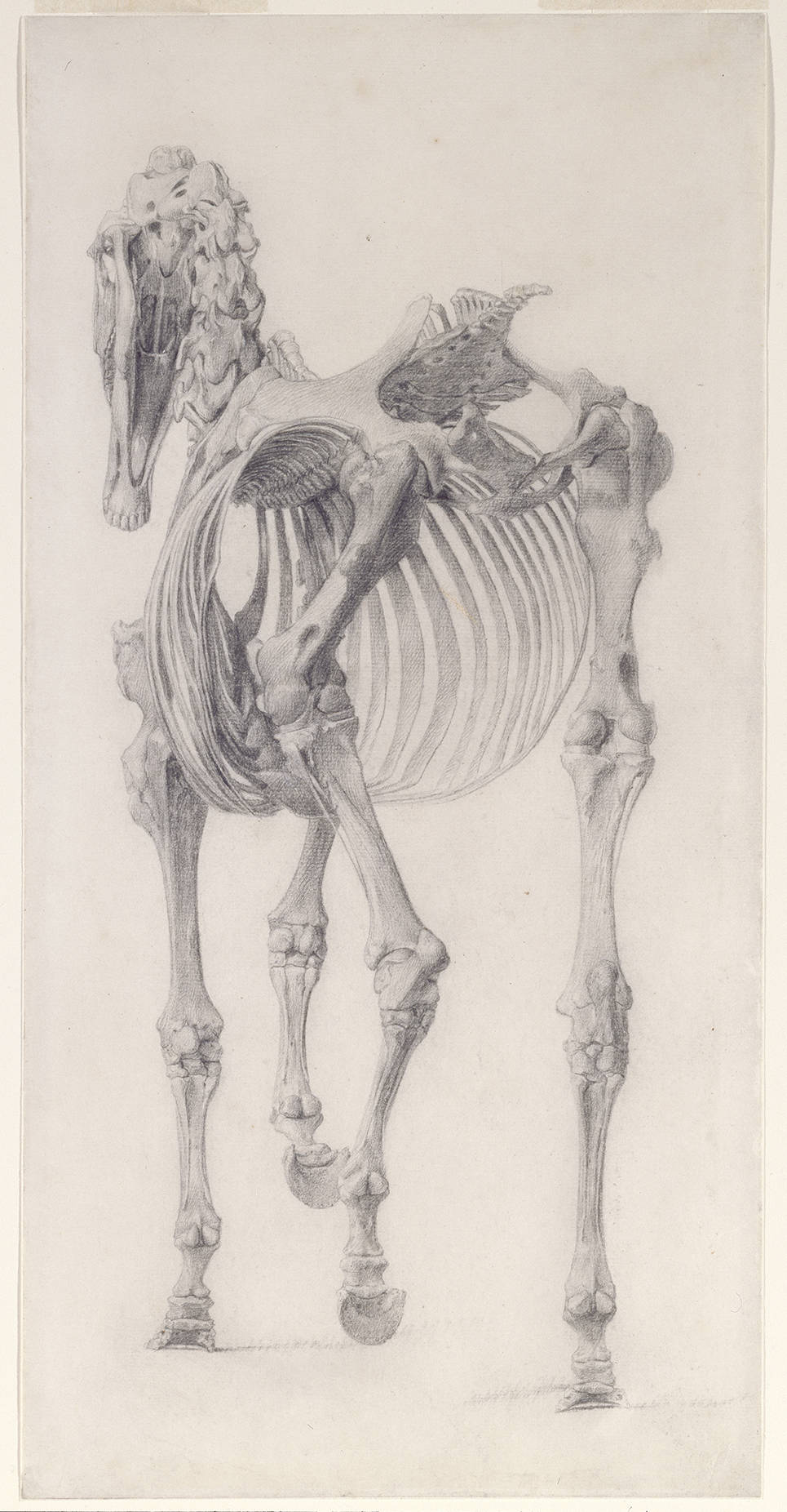 George Stubbs Finished Study For The Third Anatomical Table Of The Skeleton Of The Horse Posterior View London Royal Academy Of Arts