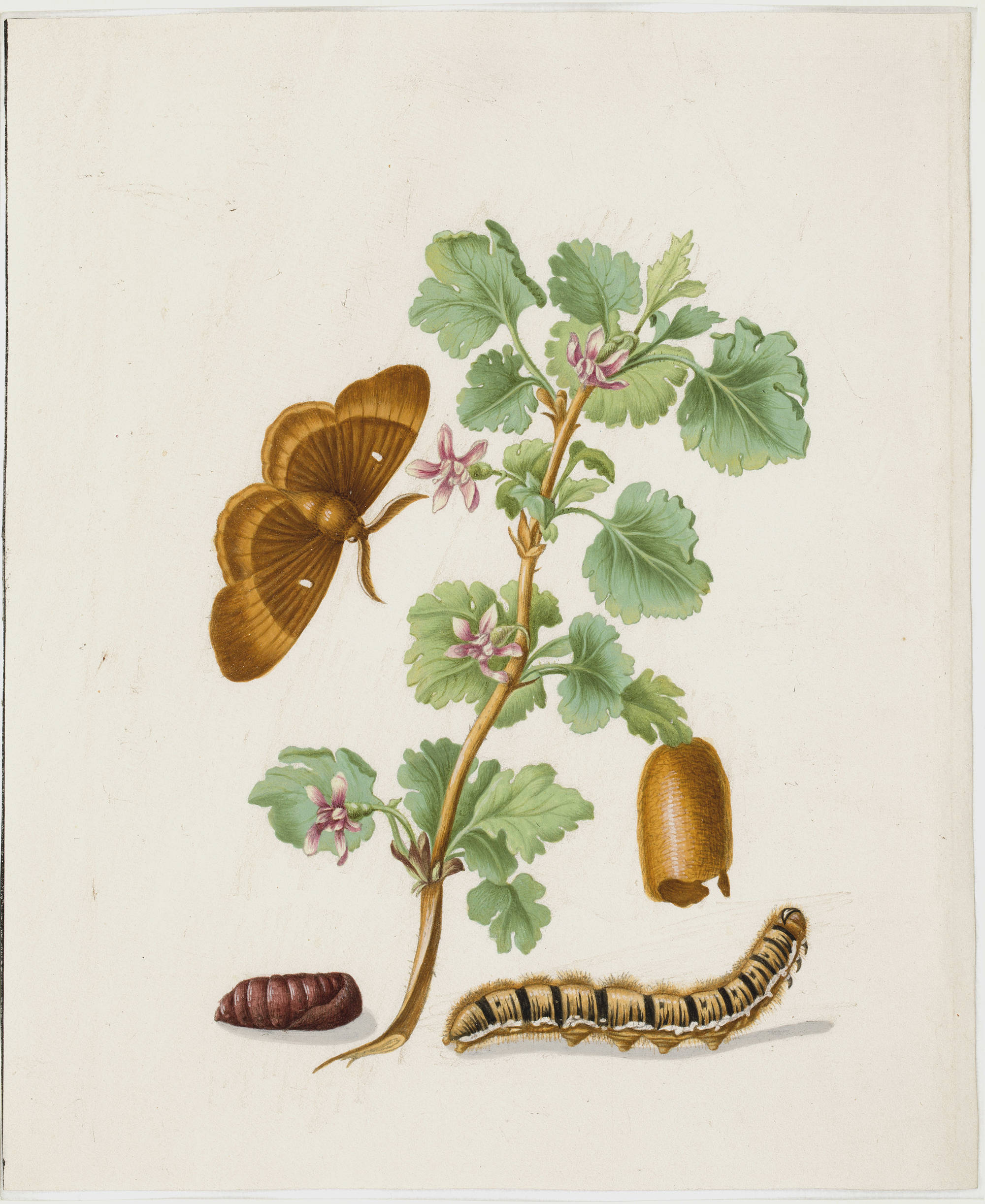 Surinaamse Insecten