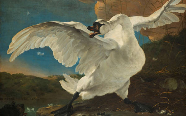 Een geschilderde zwaan zwaait groots zijn vleugels uit om haar nest te beschermen tegen een hond die aan komt zwemmen.