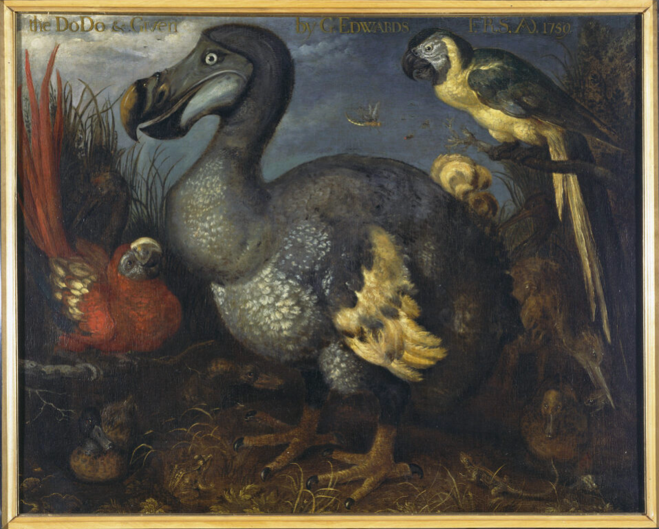 Het schilderij 'Een dodo met enkele andere vogels' van Roelant Savery.