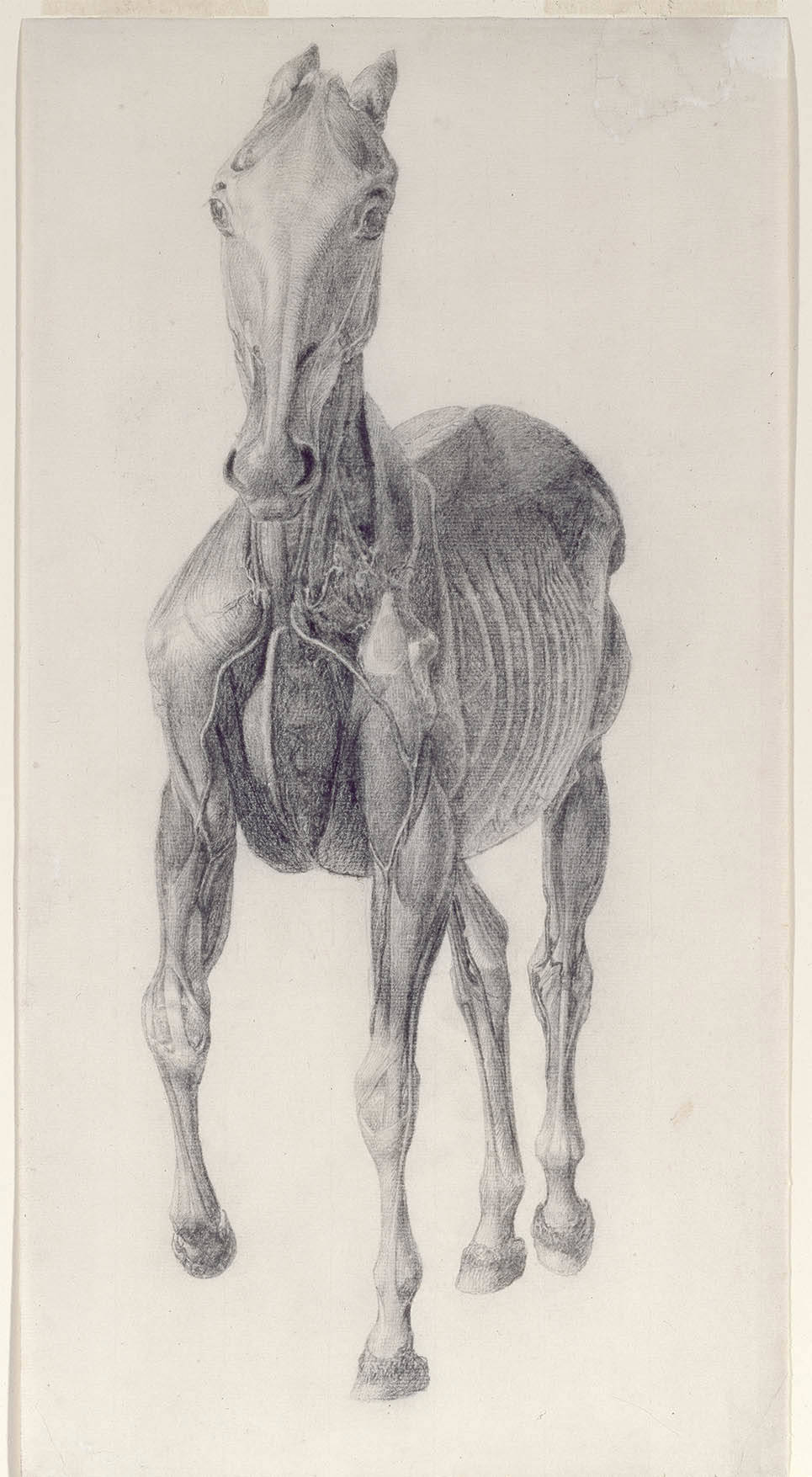 George Stubbs Drawing Of A Horse Front Royal Academy Of Arts London