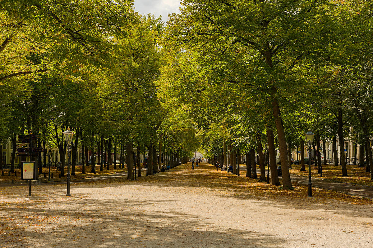 De Lange Voorhout in Den Haag: wandelpad met oude bomen en statige panden aan weerzijden
