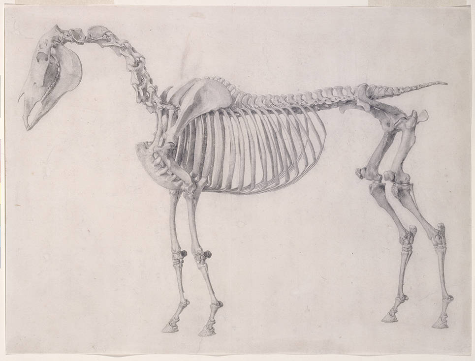 George Stubbs Finished Study For The First Anatomical Table Of The Skeleton Of The Horse Lateral View London Royal Academy Of Arts