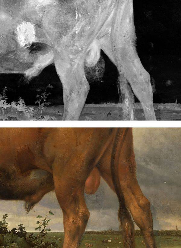 Detail van de stier op het schilderij en de röntgenfoto met daarop de testikels die eerst vergroot waren.