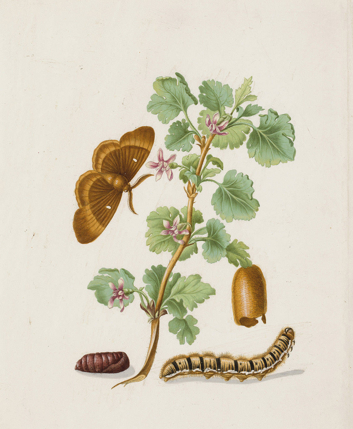 Maria Sibylla Merian, Twee Vlinders Op Een Tak Kruisbessenbloesem.